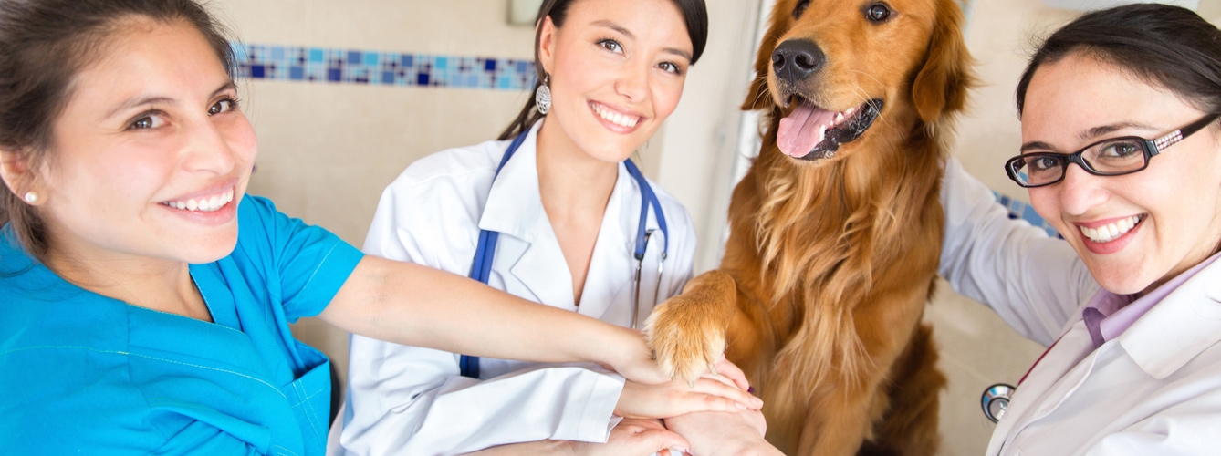 La veterinaria, ejemplo de feminización de profesiones sanitarias