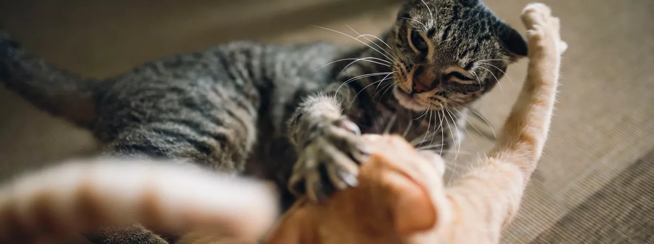 Volver del veterinario puede afectar a la convivencia entre gatos