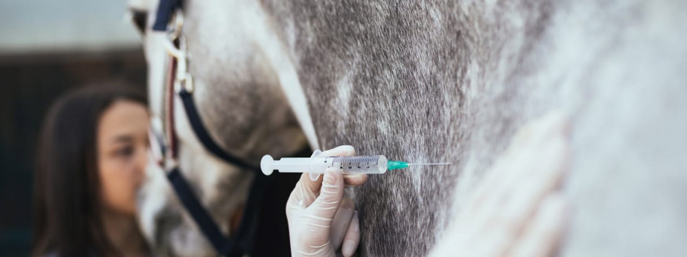 Asocian muerte de caballos a fármaco veterinario mal etiquetado