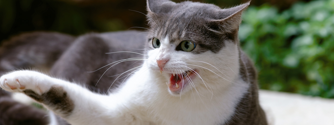 La agresividad redirigida en el gato, un problema infradiagnosticado