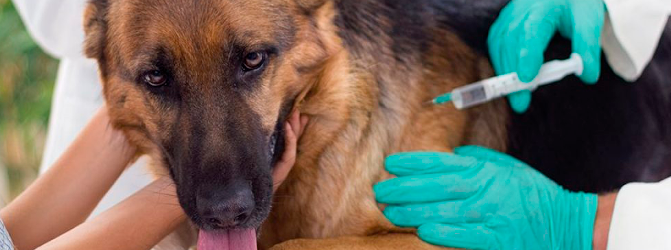 Instan a vacunar contra leishmaniosis canina tras aumentar los casos