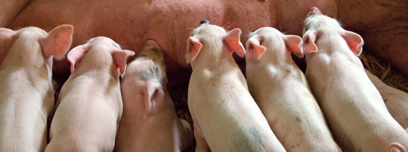 La edad de los lechones influye en la Peste Porcina Clásica 