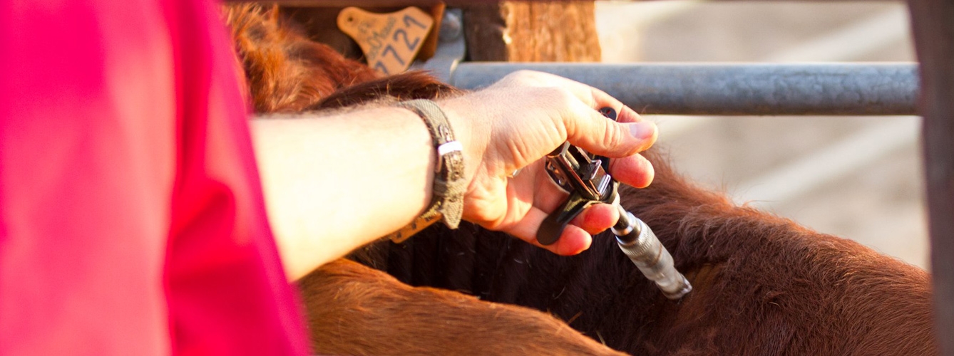 Los veterinarios sanean el ganado de Doñana contra la tuberculosis