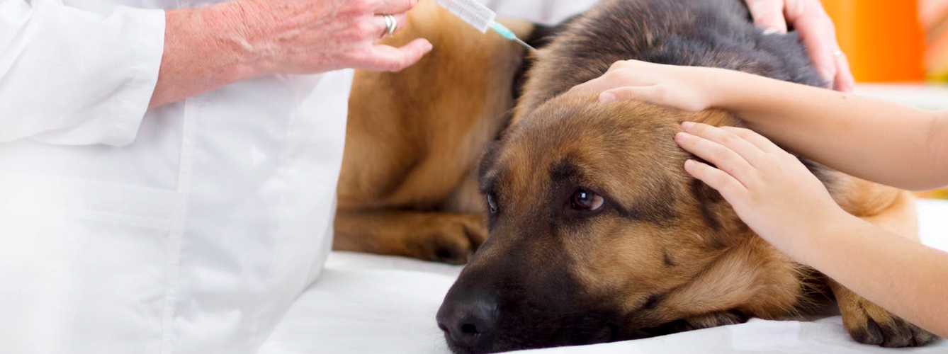 Aumenta la necesidad de prevención contra leishmaniosis canina
