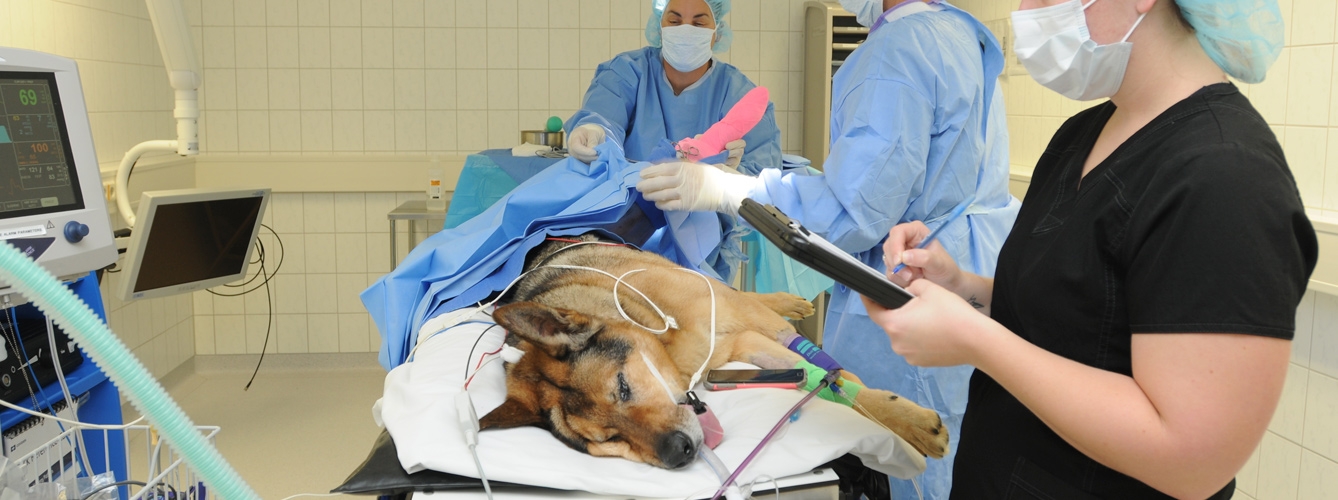 Los veterinarios cobran 1.600 euros menos al mes que otros sanitarios