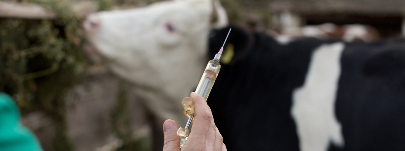 En marcha una nueva vacuna contra la Escherichia coli en ganado