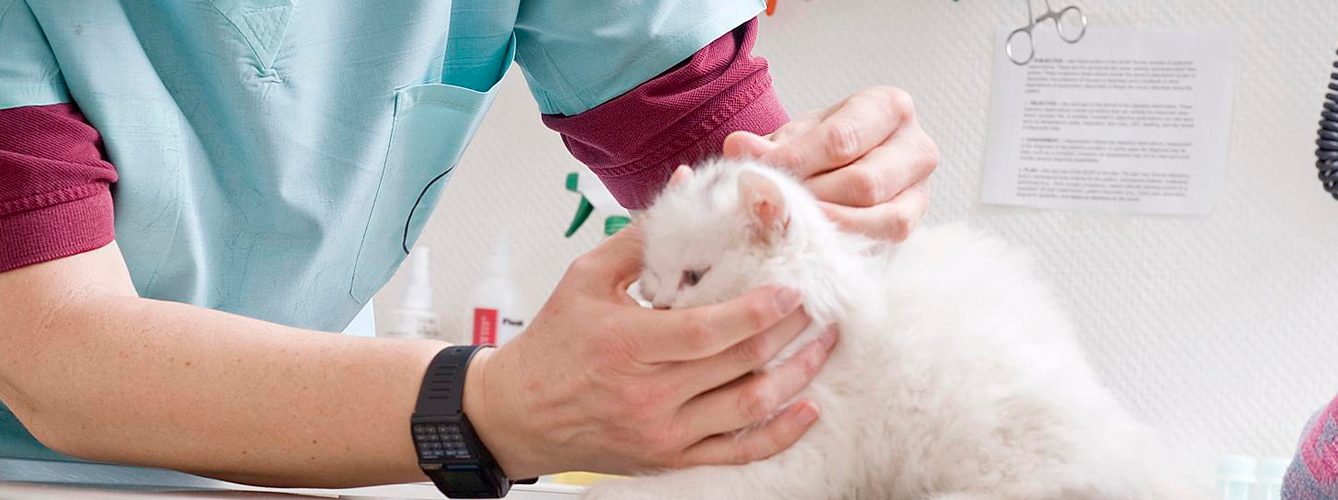 Consiguen acabar con las terapias alternativas de falsos veterinarios