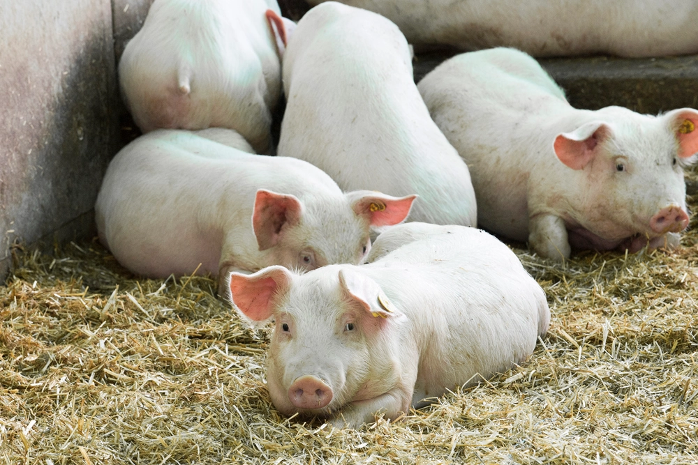 La resistencia a la tetraciclina fue la más alta entre todos los antimicrobianos en salmonela de cerdos en España.