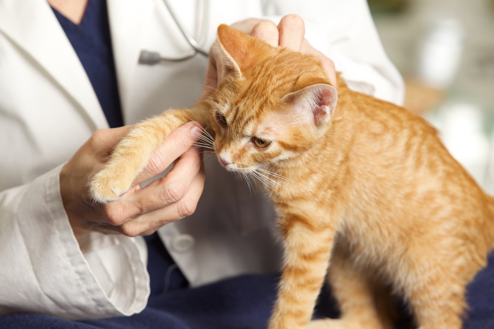 El objetivo de la beca de Vetoquinol es ayudar al manejo de trastornos de la movilidad felina.