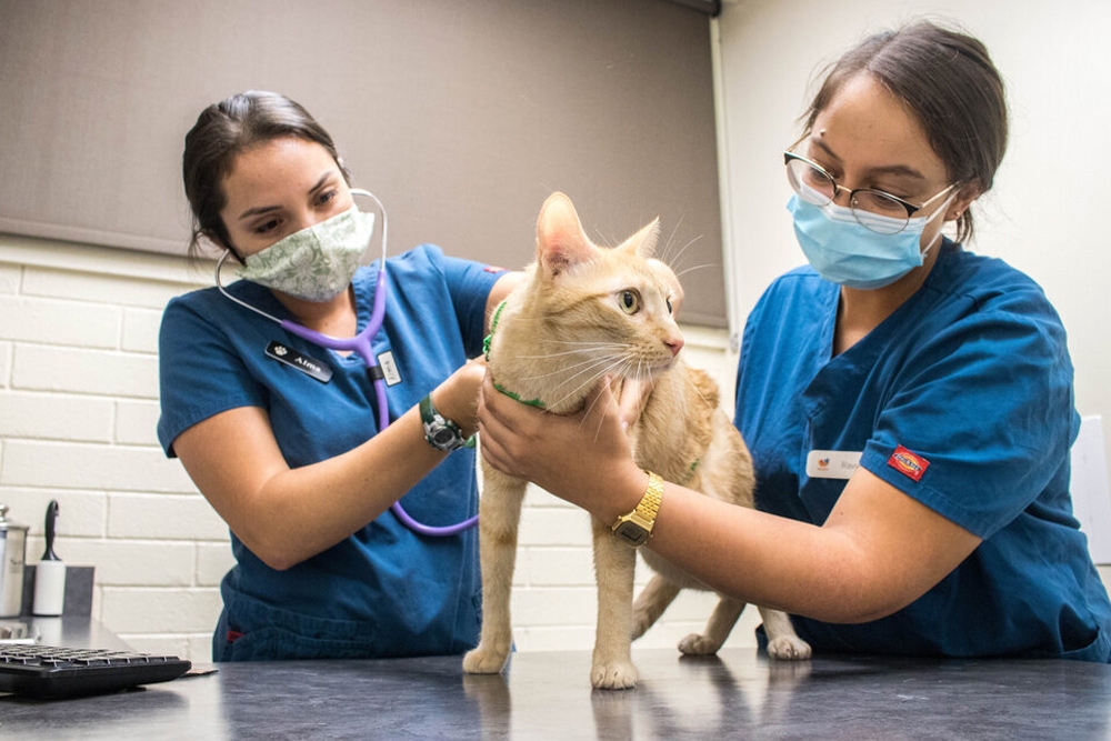 La veterinaria se sitúa en el top 20 de profesiones con mejores oportunidades de empleo.