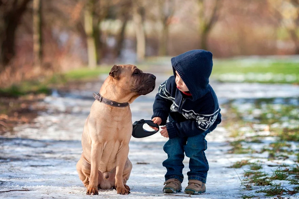 Los veterinarios recuerdan que no cualquier perro puede convivir con niños.