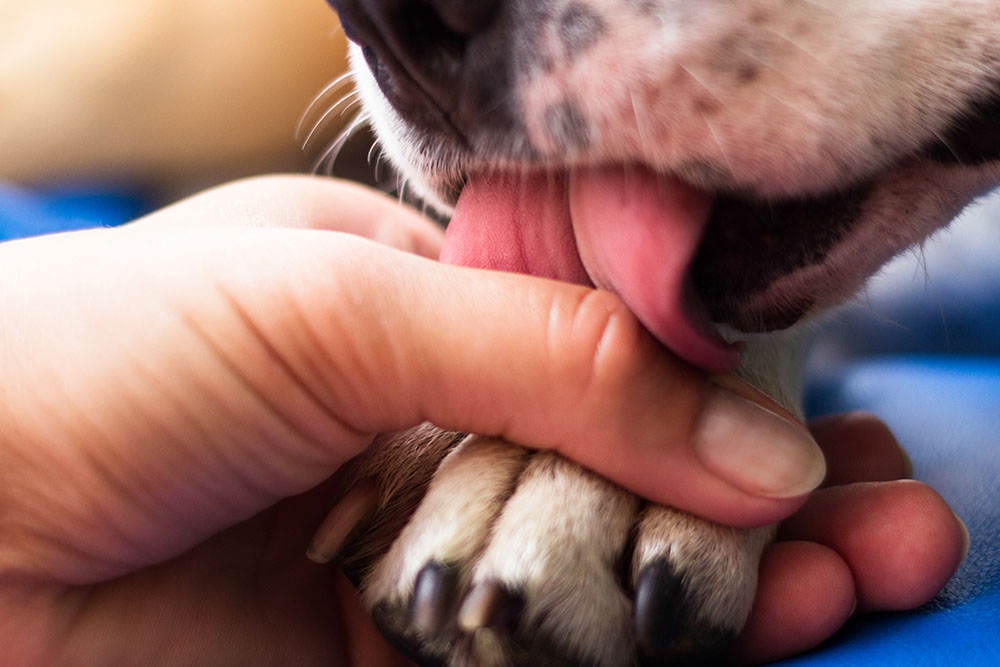 La FDA reconoce que no ha recibido informes de intoxicación con esta sustancia en otro tipo de mascotas.