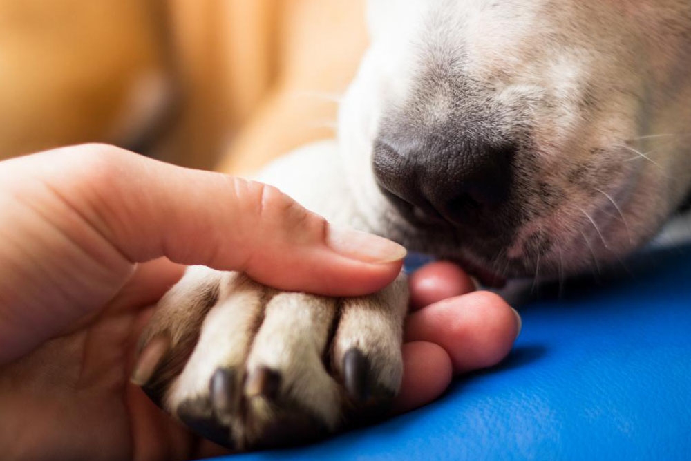 El apoyo de los veterinarios tras el fallecimiento de una mascota puede resultar de ayuda para los propietarios.