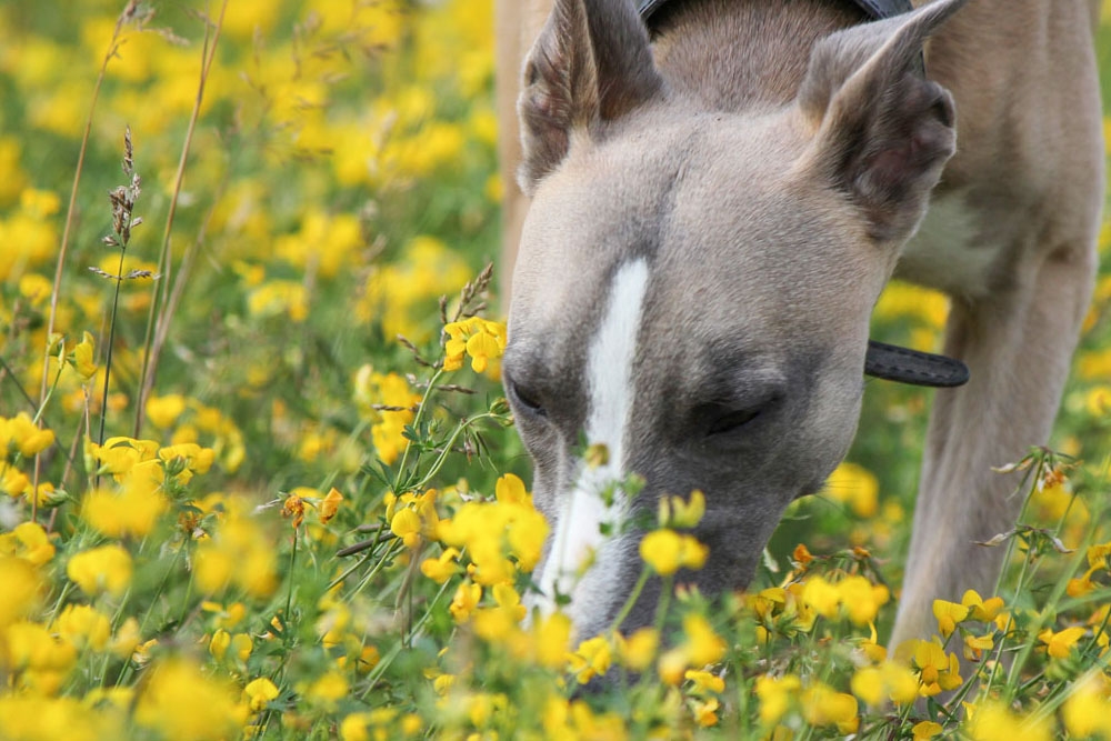 Los perros eligen principalmente olores intensos derivados de animales, como heces o cadáveres.