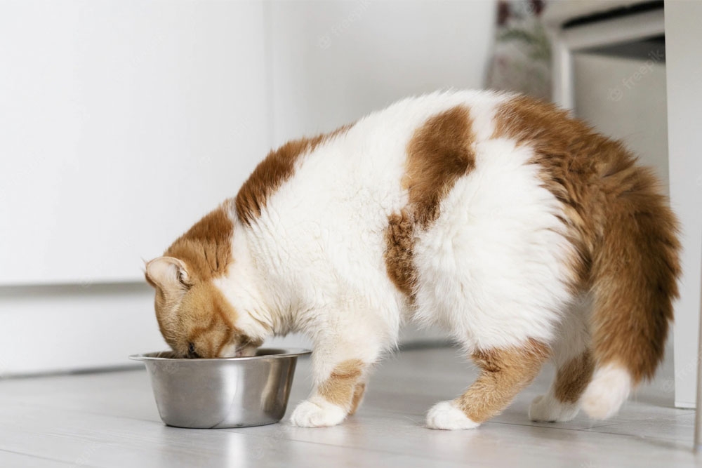 Los gatos no deberían ayunar, ya que el ayuno continuado puede suponer complicaciones clínicas, como un hígado graso.