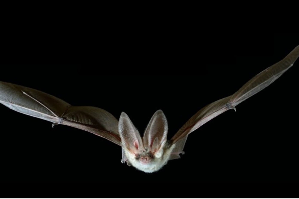 La capacidad de los murciélagos para volar les permitirá viajar largas distancias y compartir la mayoría de los virus debido al aumento de las temperaturas.