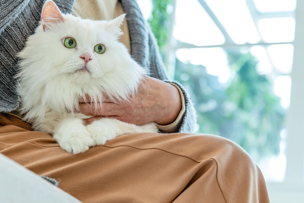Las experiencias previas de las personas, sus personalidades y la percepción de sus habilidades pueden tener un impacto en el comportamiento del gato.