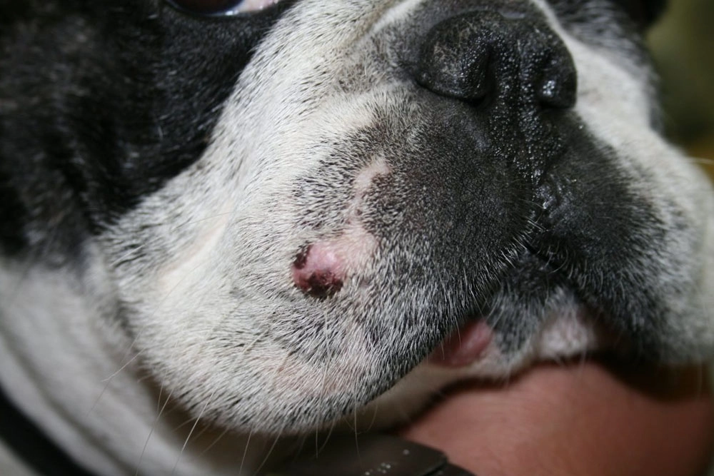 Entre los tumores cutáneos caninos más comunes se encuentran los mastocitomas.