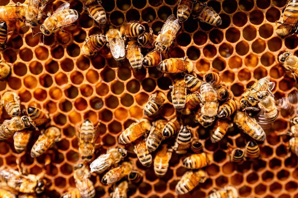 La apicultura de precisión combina tecnología y modelos estadísticos para gestionar un apiario de manera eficaz.