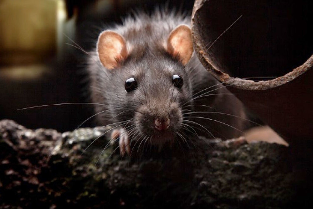 Un estudio alerta de la alta prevalencia de Leishmania en ratas y flebotomos de las alcantarillas de Barcelona.