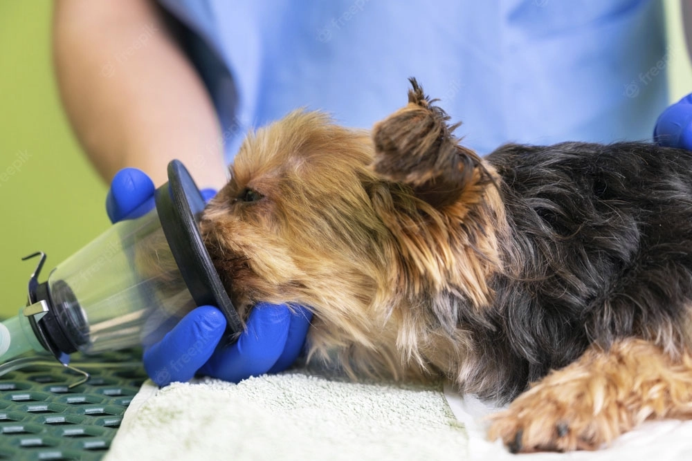 Un estudio revela los verdaderos riesgos de la anestesia en perros.