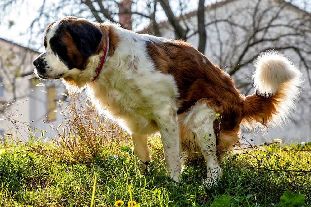 Los investigadores recolectaron materia fecal de tres ubicaciones geográficas de mascotas, que incluían perros callejeros y perros de refugio, así como perros de una aldea rural.