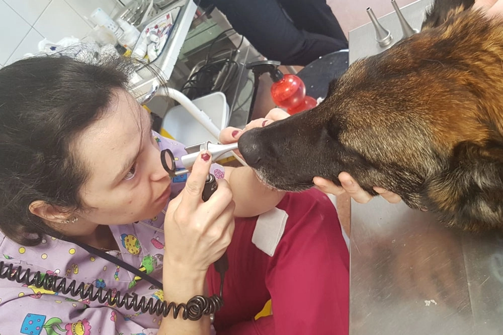 Imagen de la veterinaria extrayendo las espigas del interior de la nariz del perro policía.