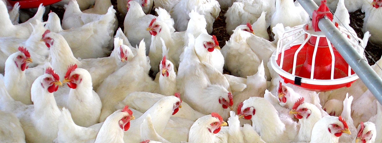 Europa autoriza el aturdimiento a baja presión atmosférica en pollos