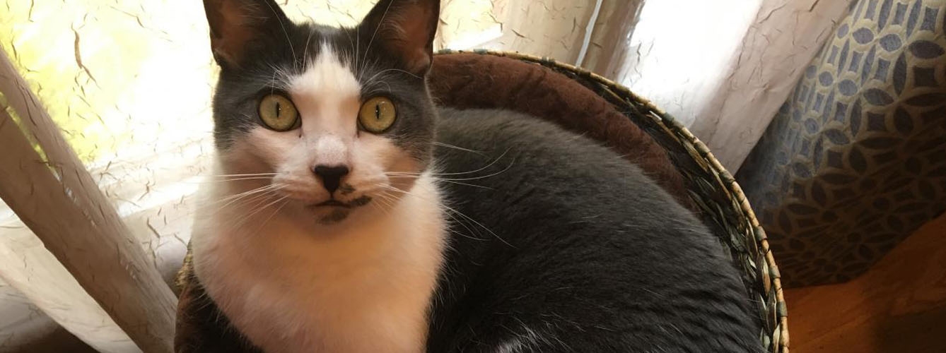 Miao Miao es el primer gato en ser diagnosticado con trombastenia de Glanzmann. Fuente: UC Davis.
