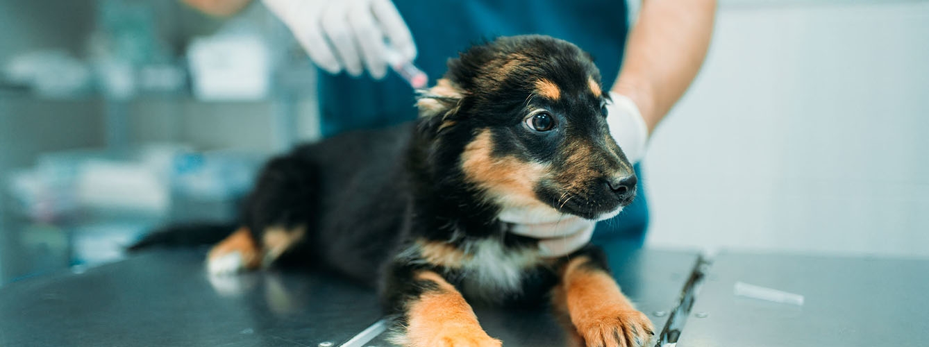 El procedimiento de implantación del microchip es sencillo, no requiere anestesia y aumenta las probabilidades de encontrar a la mascota si se pierde.