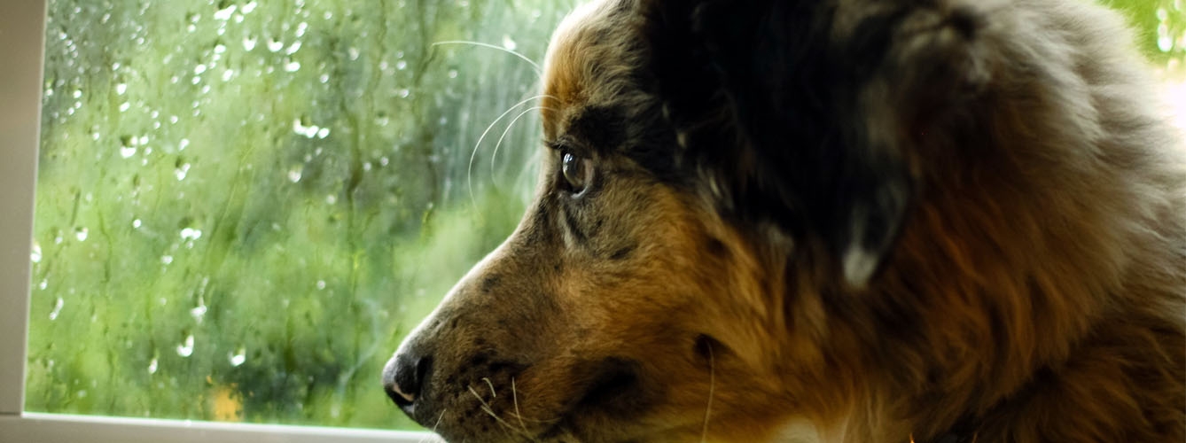 La fobia a las tormentas puede generar ansiedad en los perros