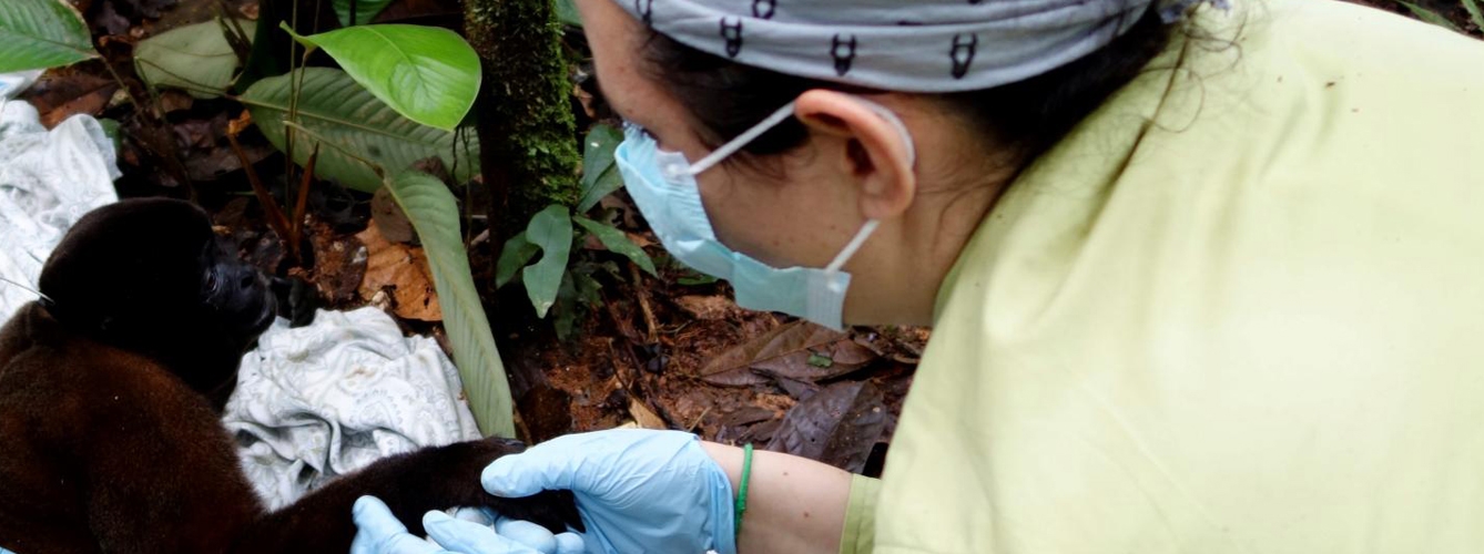 La investigadora principal con un mono lanudo o barrigudo en Ecuador. Foto: Krista Milich. 