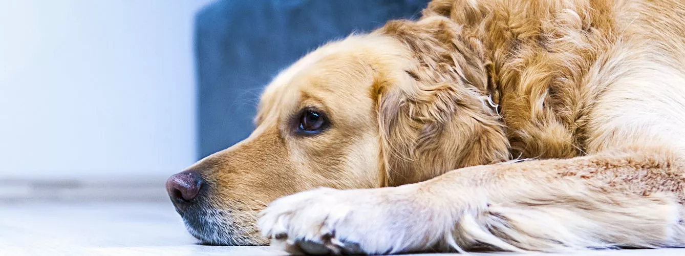 Ofrecen más detalles de cómo afecta la miositis masticatoria a perros