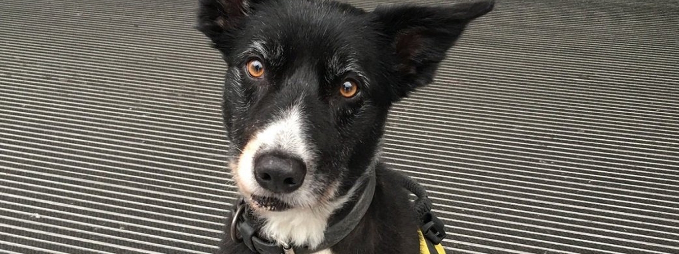 Premian por su valentía a un perro policía del atentado de Manchester 