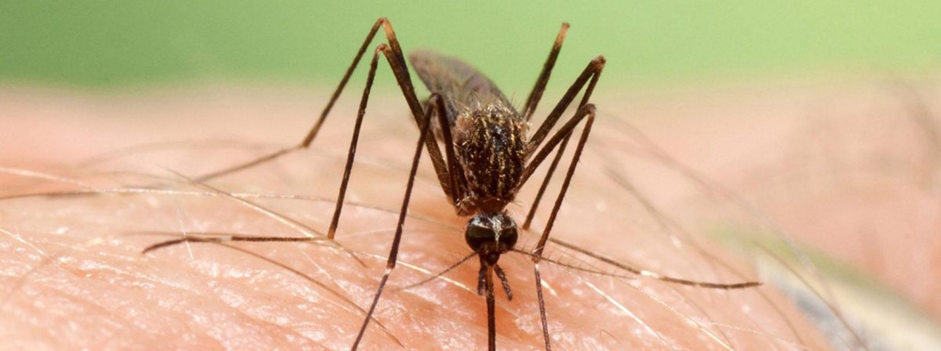 Detectan por primera vez en España un mosquito que transmite el virus del Nilo