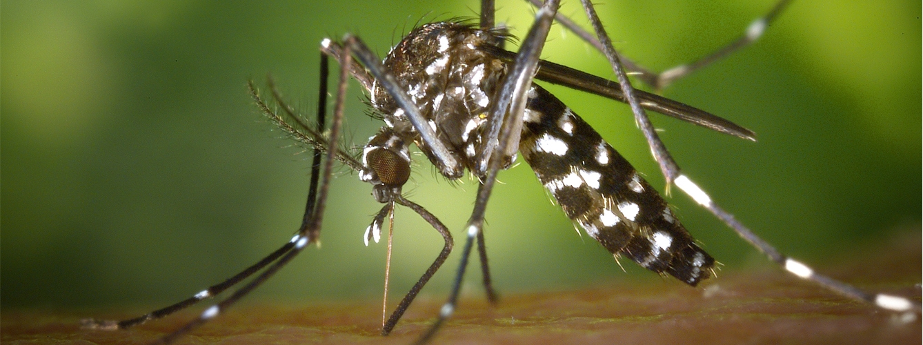 Alertan de la "vertiginosa" proliferación del mosquito tigre en España.