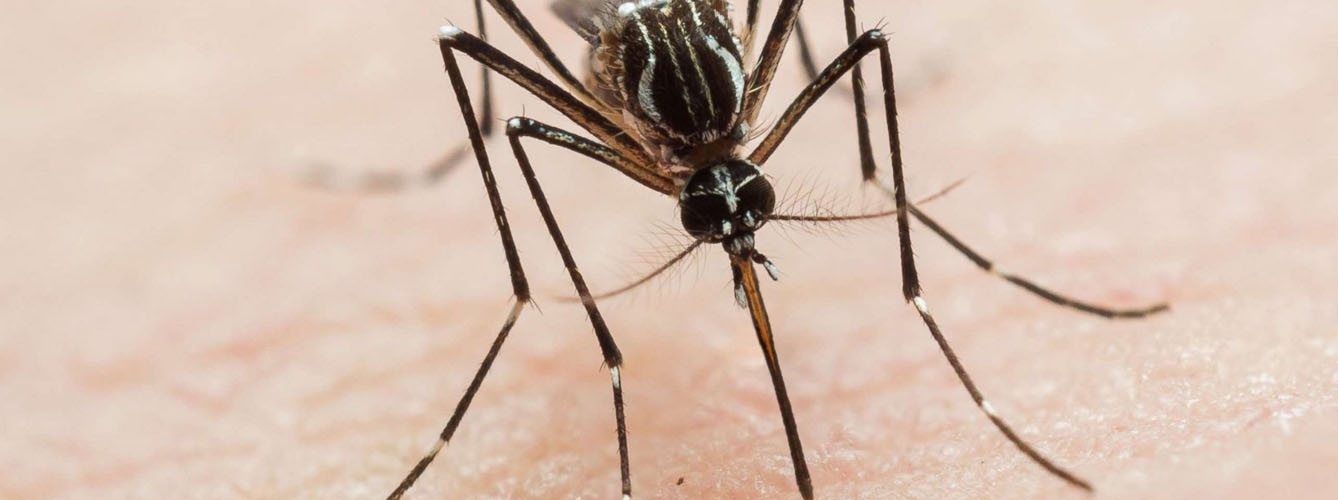 Detectan un nuevo virus transmitido de mosquitos a humanos