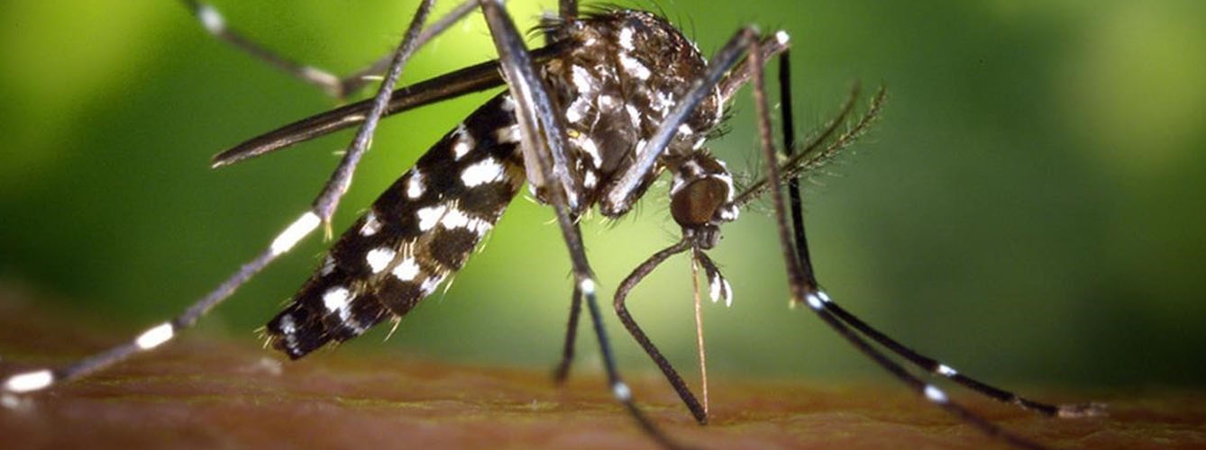 Un ejemplar de mosquito tigre.