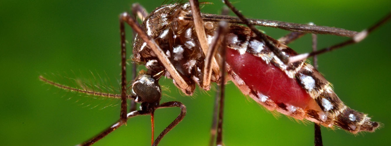 Detectan virus en mosquitos analizando sus deposiciones