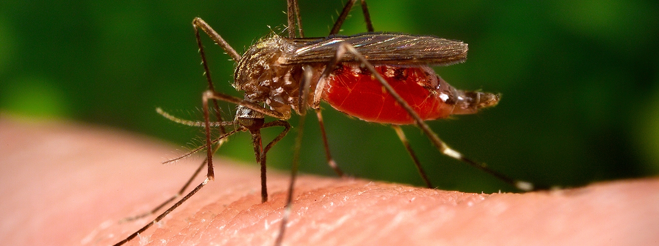 Los plásticos pueden llegar a la cadena alimentaria a través del mosquito