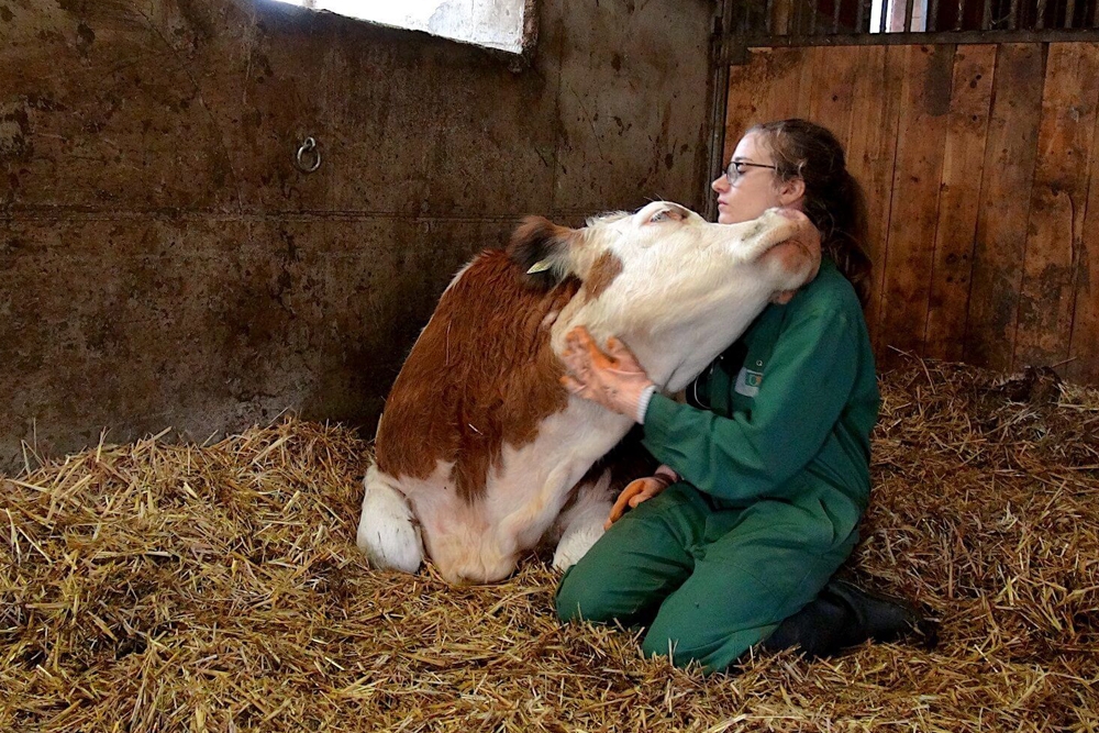 El trabajo de los veterinarios es imprescindible para los ganaderos que trabajan en el medio rural.