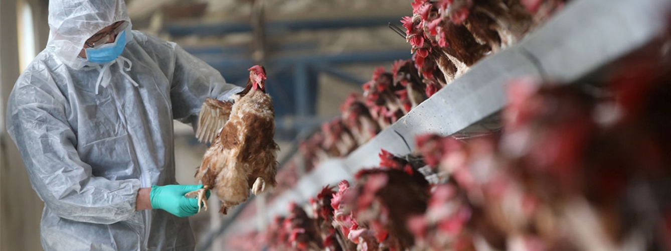 Las mutaciones de la gripe aviar H7N9 aumentan su tasa de replicación en las células de las aves pero suponen un menor riesgo para la salud humana.