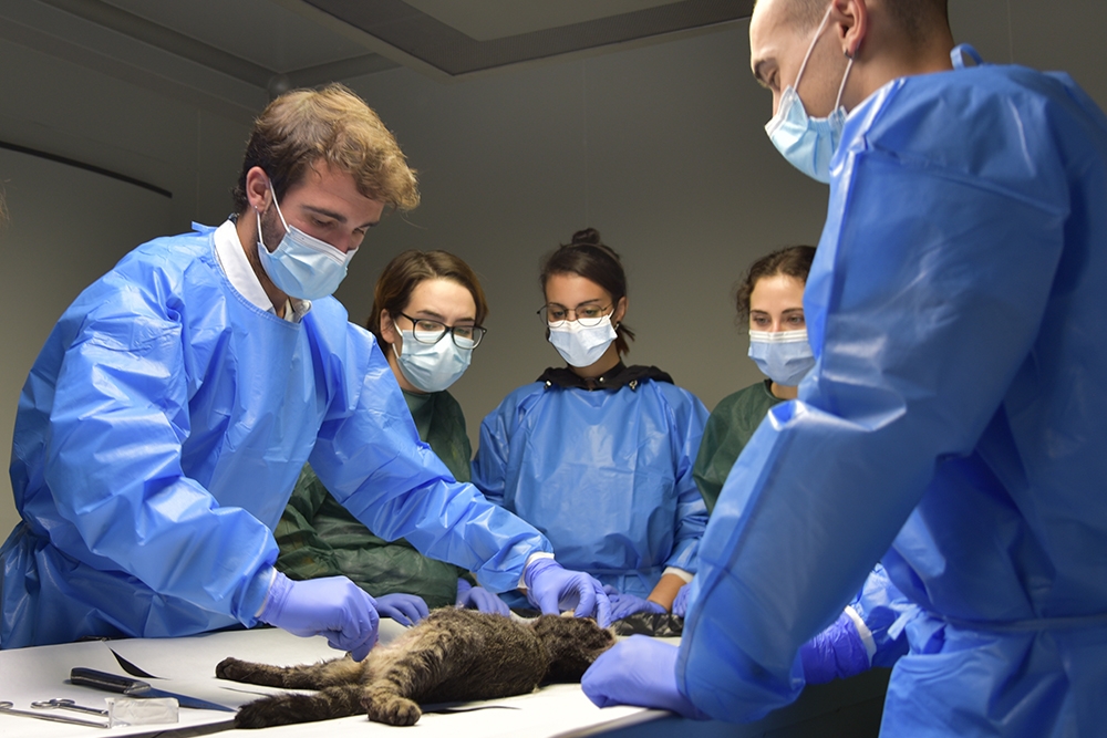 El curso del Colegio de Veterinarios de Alicante incluyó un taller práctico de realización de necropsias y redacción de informes.
