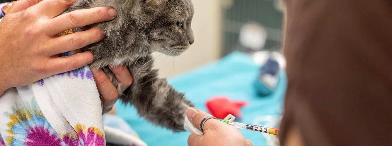 El objetivo de las nuevas directrices es garantizar la salud y el bienestar de los gatos donantes y los receptores de transfusiones.