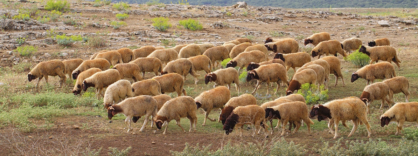 Rebaño de ovejas en Marruecos, país fronterizo con Ceuta y Melilla donde hay un brote activo de fiebre aftosa
