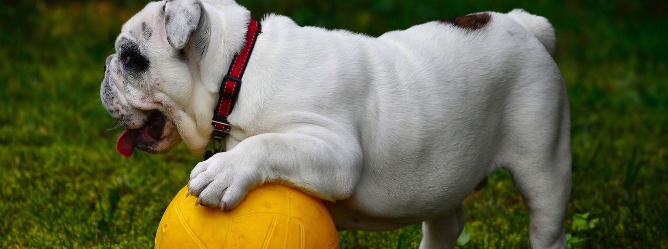 Una dieta equilibrada, clave para combatir la obesidad canina