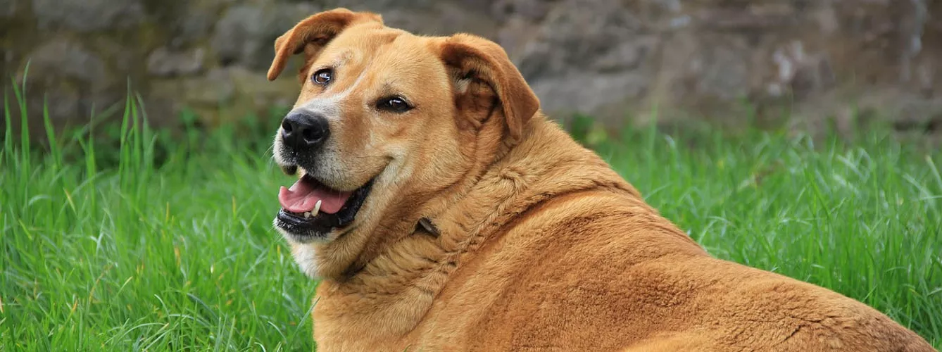 Los perros con sobrepeso son más vulnerables a los efectos del calor