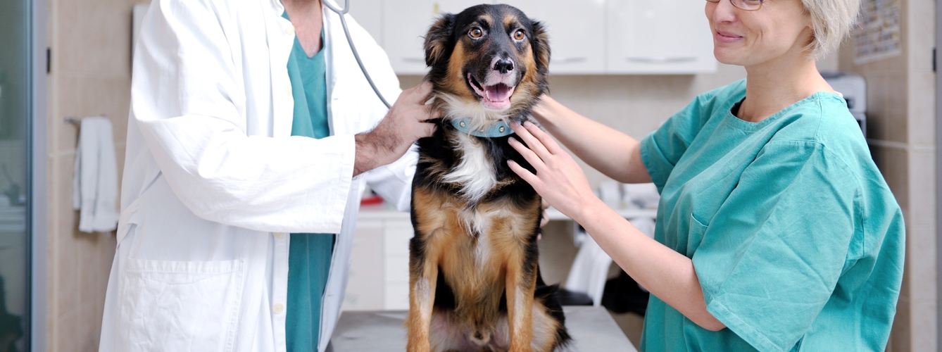 500 veterinarios se forman en aspectos legales de la prescripción de medicamentos