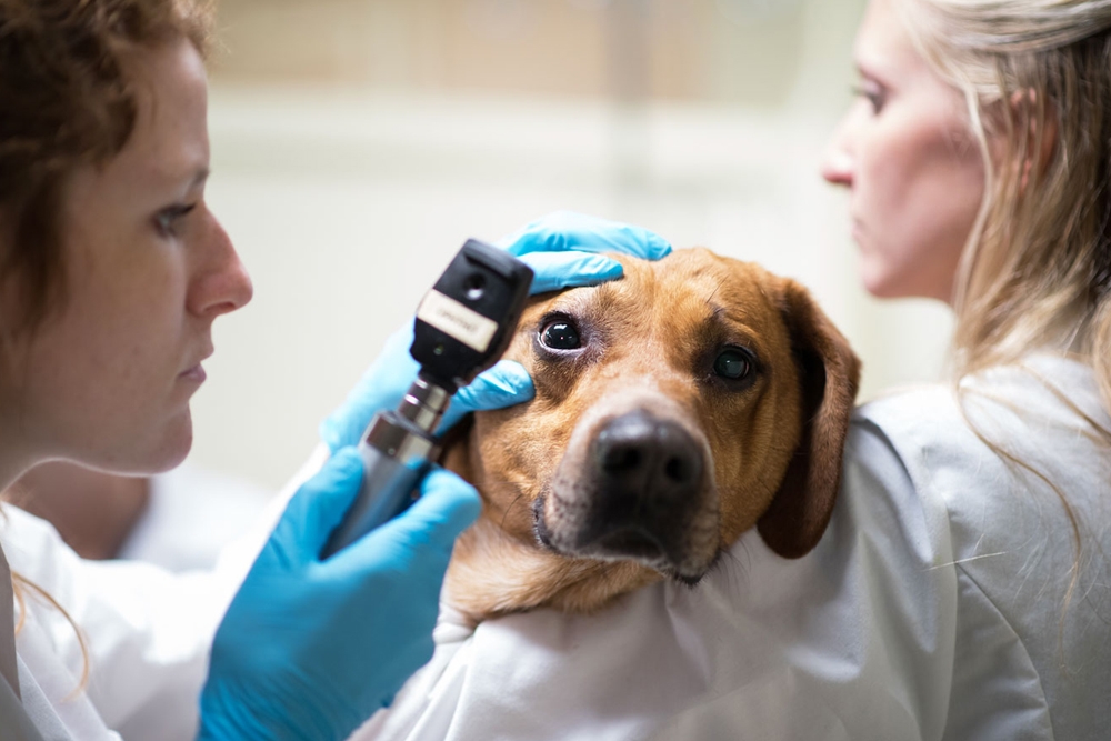 La queratoconjuntivitis seca canina es una enfermedad ocular muy común en perros.