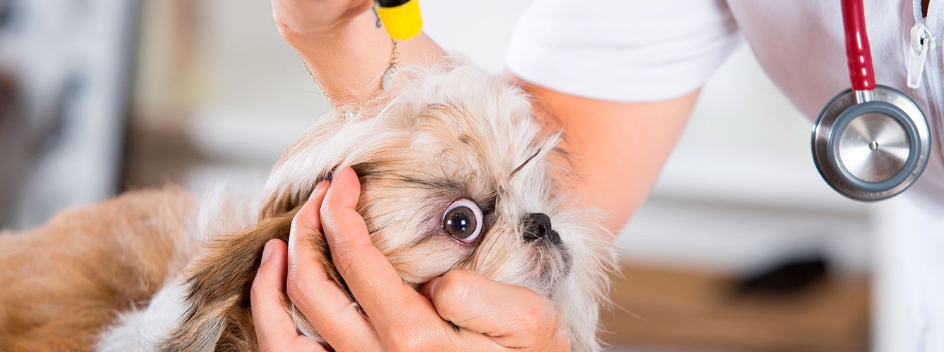 Desarrollan lentillas administradoras de fármacos para perros